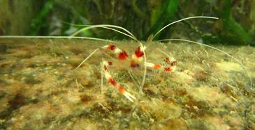Coral Banded Shrimp Care