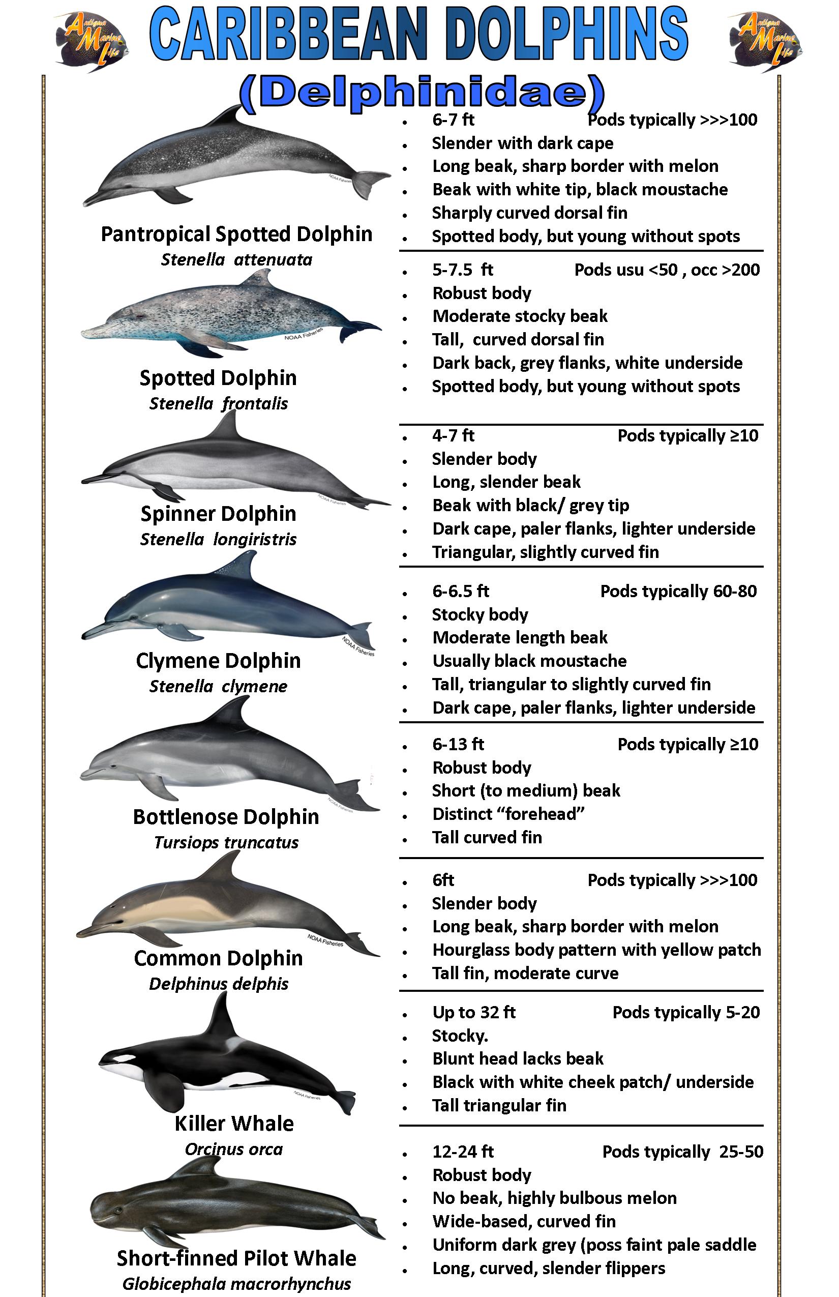 different types of dolphins list