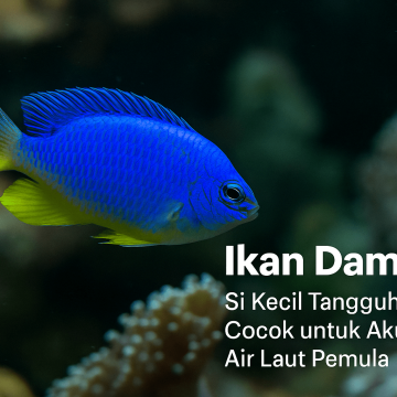 Ikan Damsel: Si Kecil Tangguh yang Cocok untuk Akuarium Air Laut Pemula