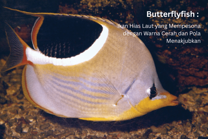 Butterflyfish: Ikan Hias Laut yang Mempesona dengan Warna Cerah dan Pola Menakjubkan