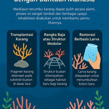 Rehabilitasi Terumbu Karang: Cara Alam Pulih dengan Bantuan Manusia