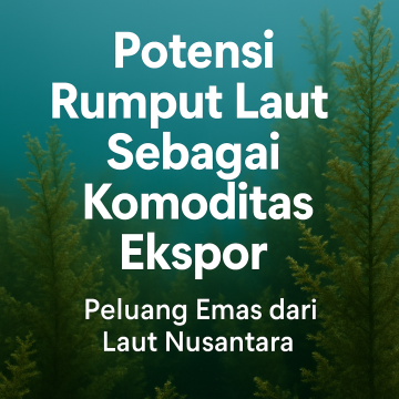 Potensi Rumput Laut Sebagai Komoditas Ekspor: Peluang Emas dari Laut Nusantara
