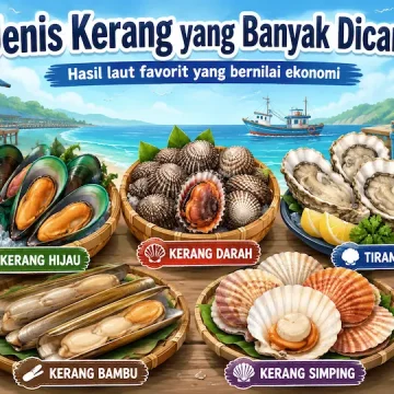 “jenis kerang yang banyak dicari sebagai hasil laut bernilai ekonomi”