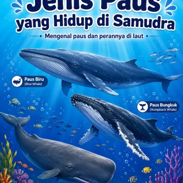 “jenis paus yang hidup di samudra dengan latar ekosistem laut biru”
